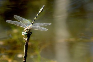 closeup-1154745_1280